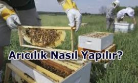 Arıcılık Nasıl Yapılır