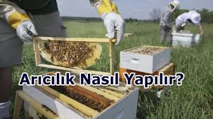 Arıcılık Nasıl Yapılır