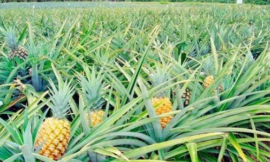 Ananas Yetiştiriciliği – Türkiye’de Ananas