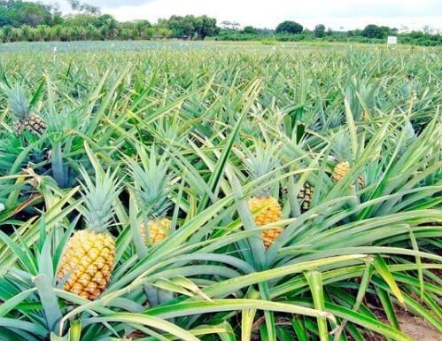 Ananas Yetiştiriciliği – Türkiye’de Ananas